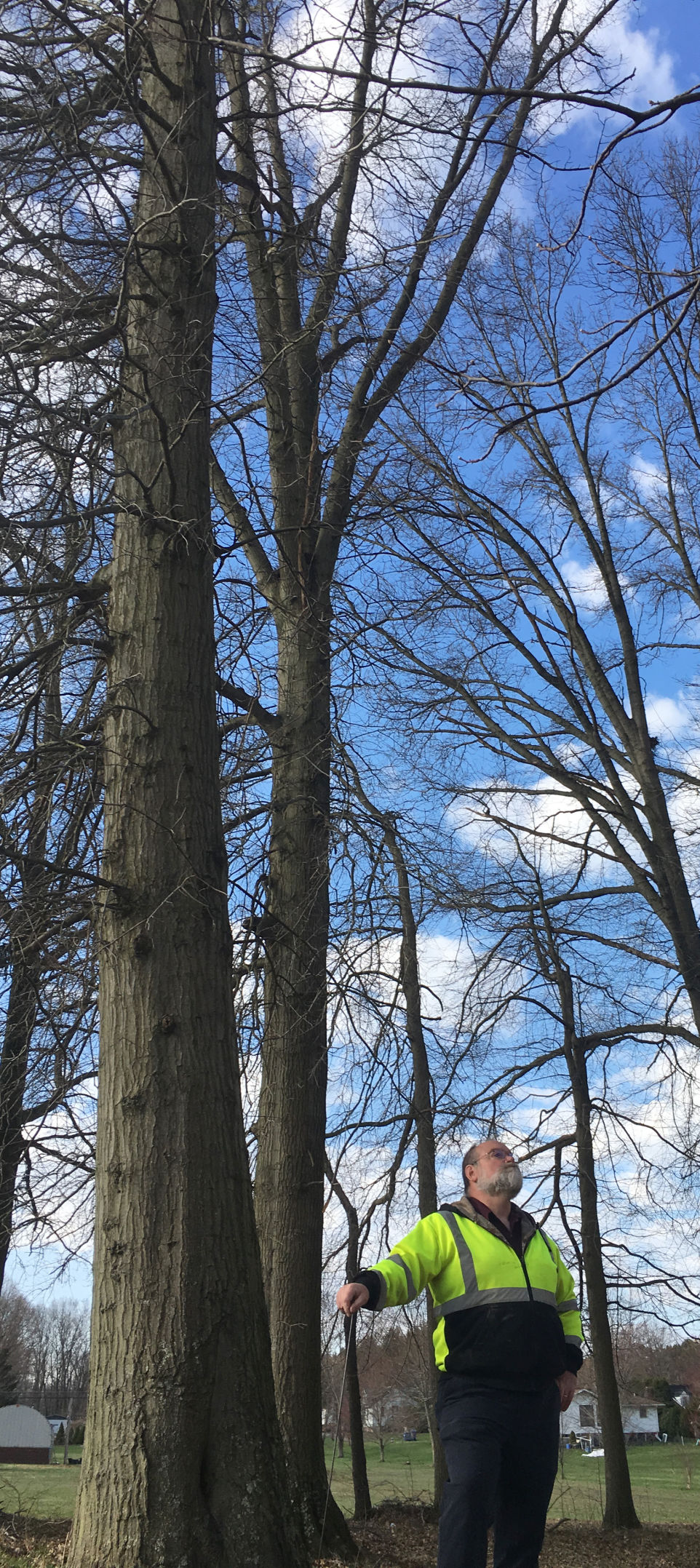 trees 2